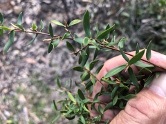 Leptospermum trinervium