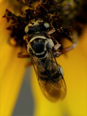 Triepeolus