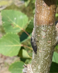Poecilonota