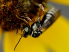 Triepeolus