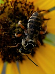 Triepeolus