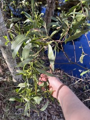 Acacia leiocalyx