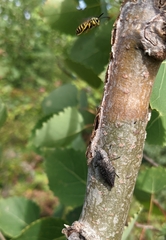 Poecilonota
