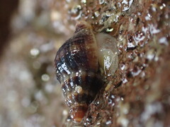 Buccinulum vittatum