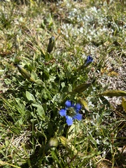 Gentiana