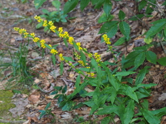 Solidago curtisii