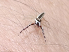 Hentzia grenada