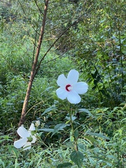 Hibiscus moscheutos