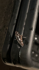 Desmia funeralis