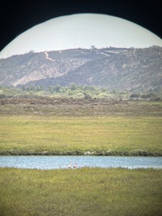 Phoenicopterus ruber