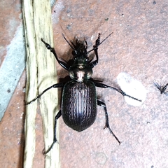 Calosoma alternans