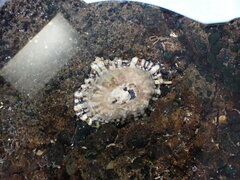 Siphonaria australis