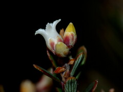 Acrothamnus colensoi