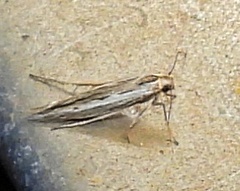 Scythrididae
