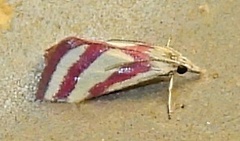 Microtheoris vibicalis