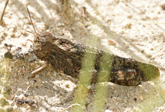Arphia pseudonietana