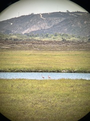 Phoenicopterus ruber