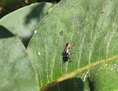 Astata