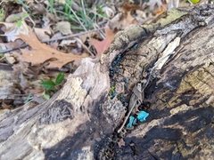 Chlorociboria aeruginascens