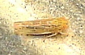 Graminella sonora