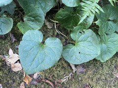Asarum caudatum