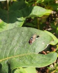 Astata