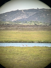 Phoenicopterus ruber