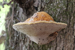Inonotus hispidus