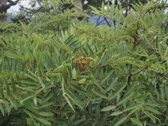 Sorbus americana