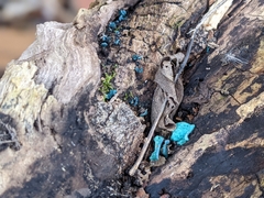 Chlorociboria aeruginascens