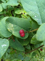 Lonicera utahensis