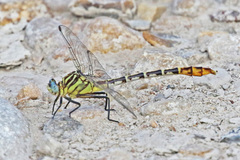 Dromogomphus spoliatus