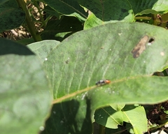 Astata