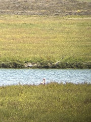 Phoenicopterus ruber