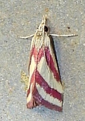 Microtheoris vibicalis