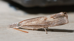 Culladia cuneiferellus
