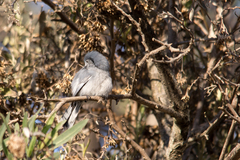 Polioptila dumicola