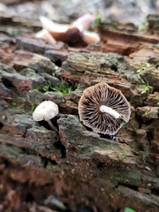Psathyrella