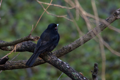 Knipolegus cyanirostris