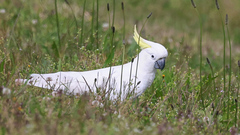 Cacatua galerita