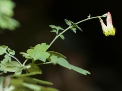 Capnoides sempervirens