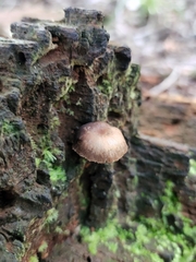 Psathyrella