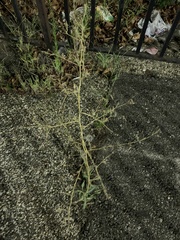 Bassia scoparia