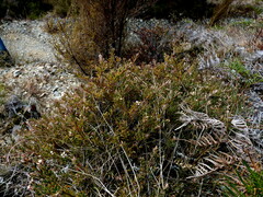 Acrothamnus colensoi