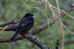 Knipolegus cyanirostris