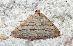 Digrammia pallorata