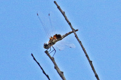 Macrodiplax balteata