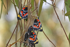 Delias harpalyce