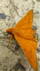 Bungalotis midas