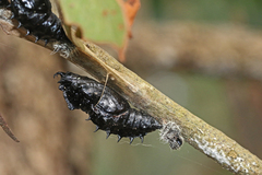 Delias harpalyce